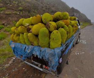 Jackfruit On The Way To Market